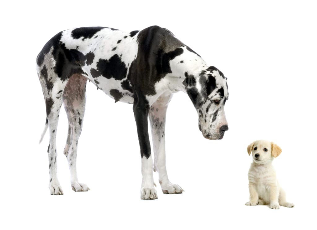 large Grate Dane and small Yellow Labrador Puppy